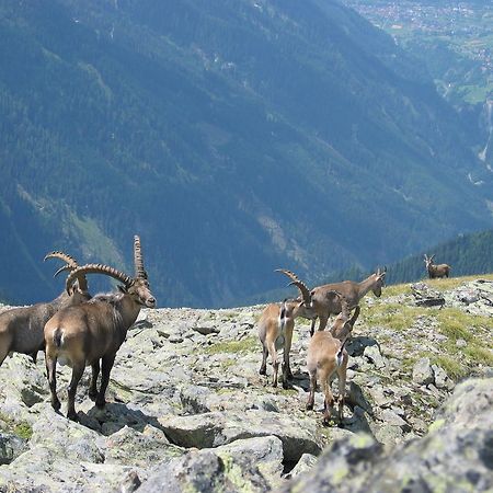 Apart Gletscherblick Kaunertal Ngoại thất bức ảnh